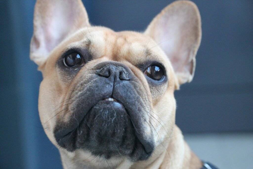Homemade dog food for French Bulldogs
